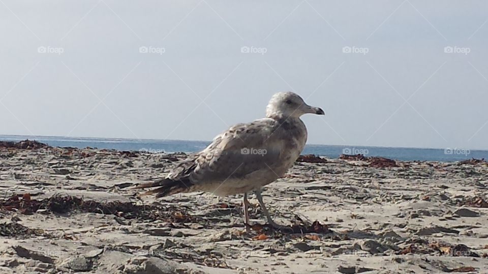 Beach Gull