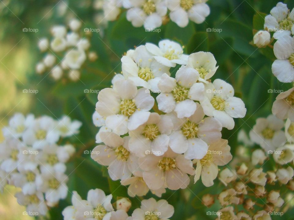 White wild flowers 