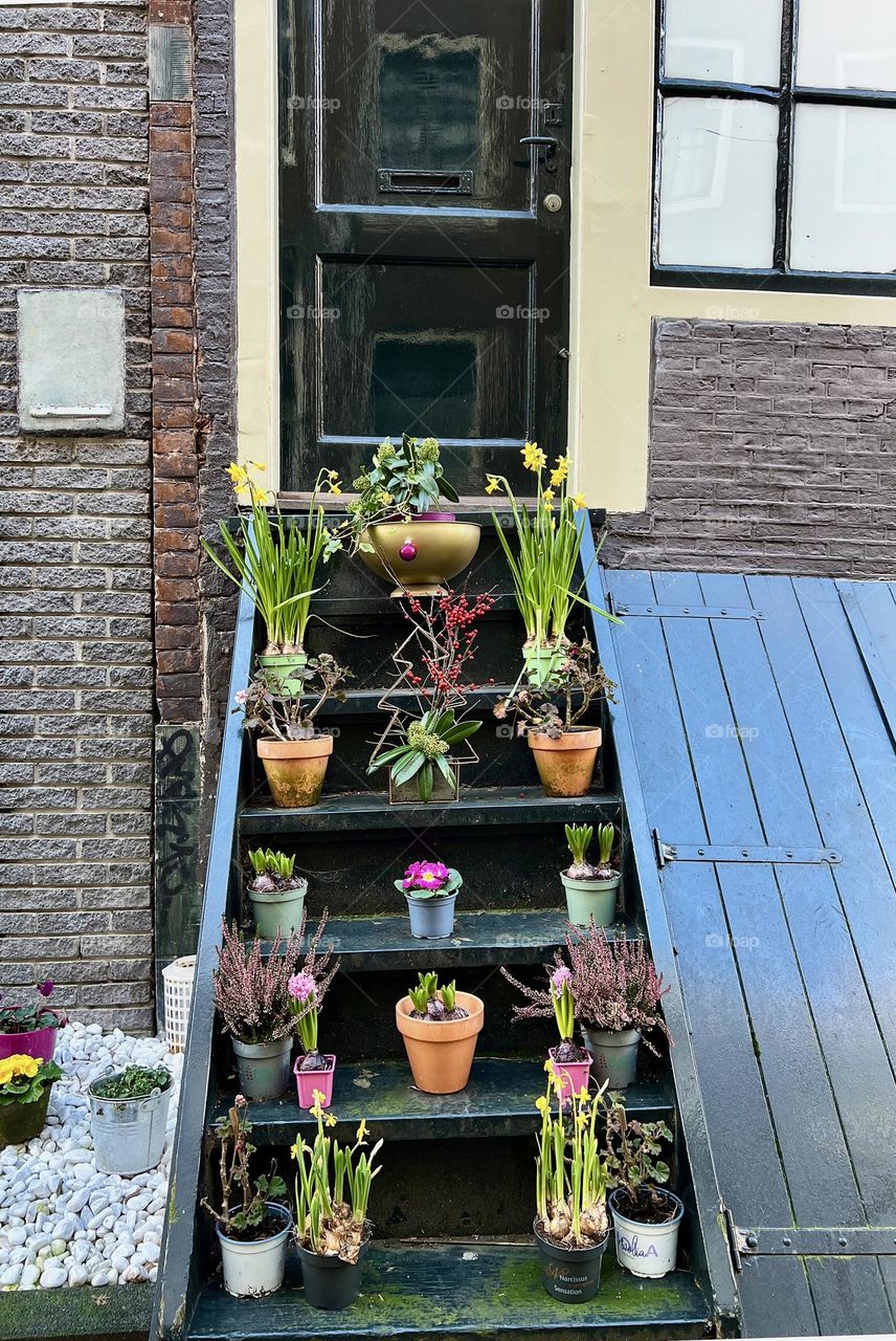 Flowers in pots near the facade of a house in Amsterdam. Atmospheric cityscape with greenery, emphasizing the coziness of Dutch architecture.