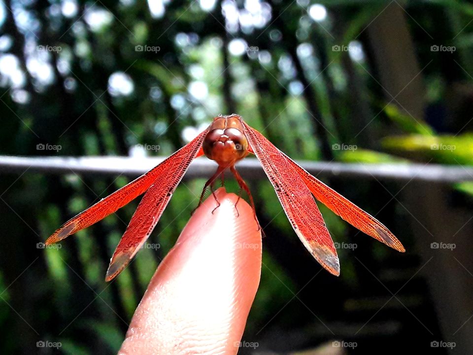 Dragonfly on the finger in sun shine summer