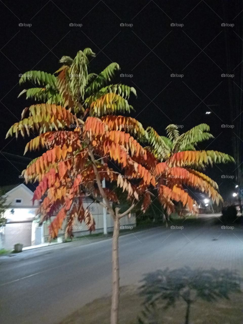 autumn tree