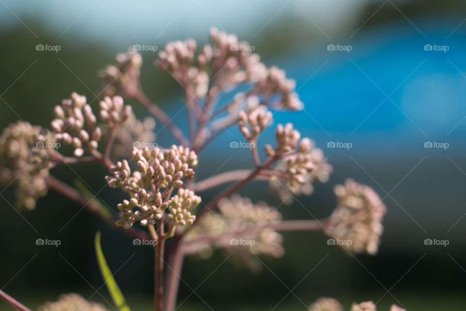 summer wedding flowers