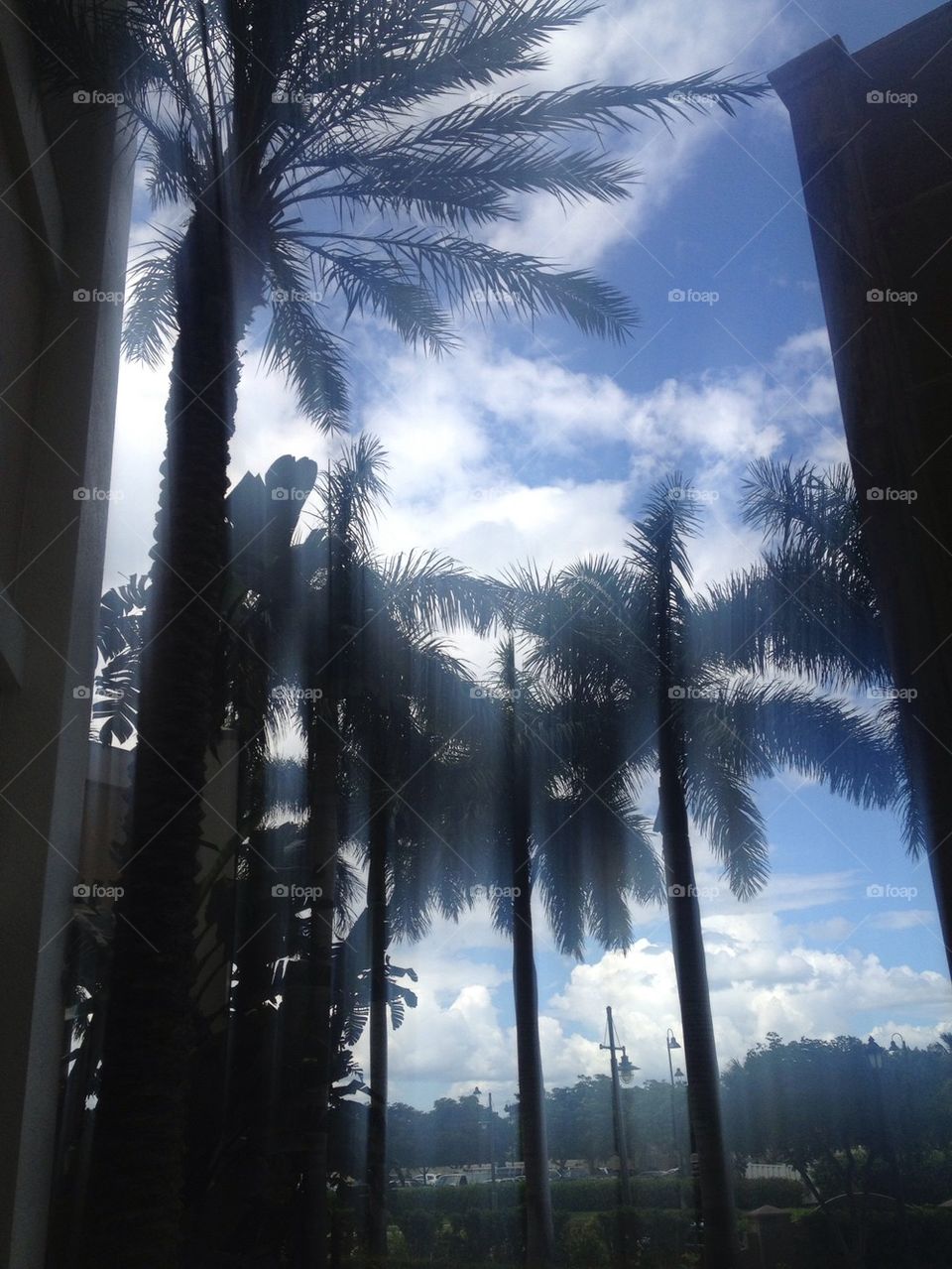 Marco Island Palm Trees