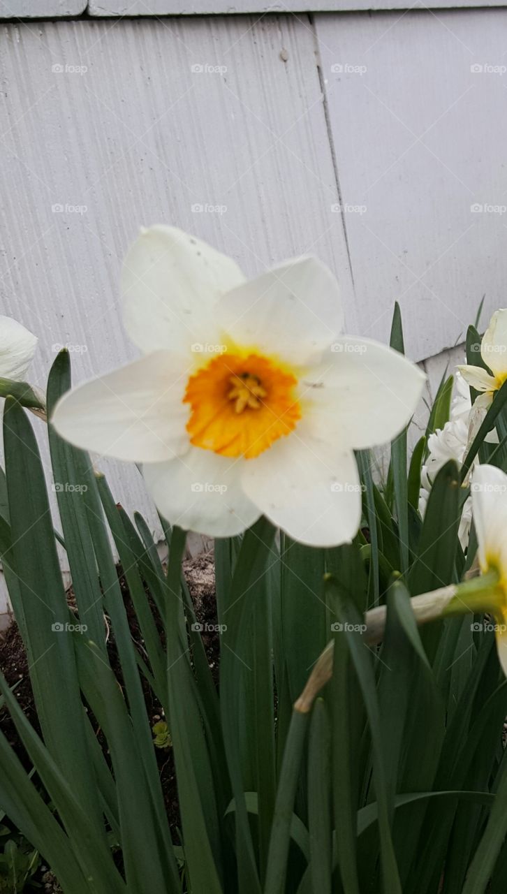 one daffodil. one daffodil