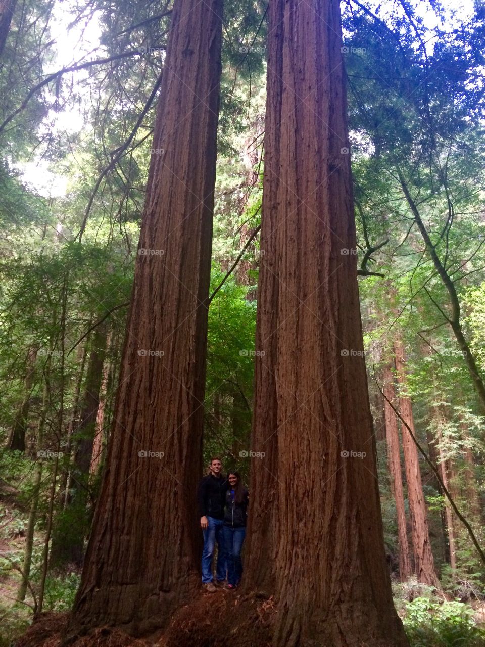Red woods and romance . Trip to see the red woods with the guy that I Love. 