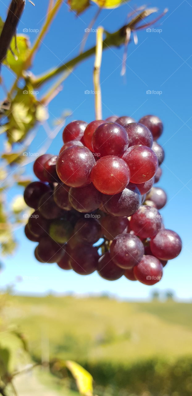 Red Grapes