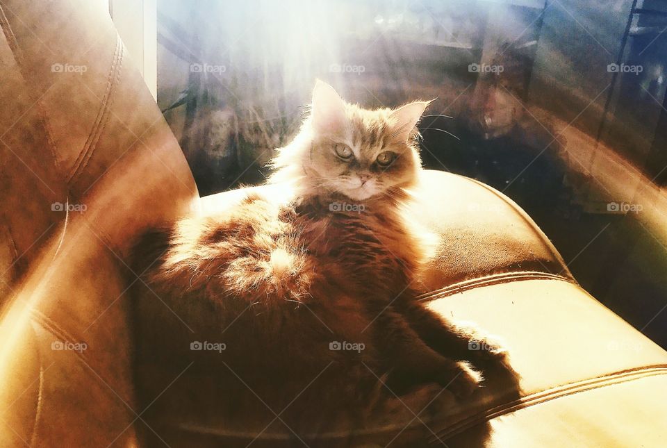 Sunshine cat