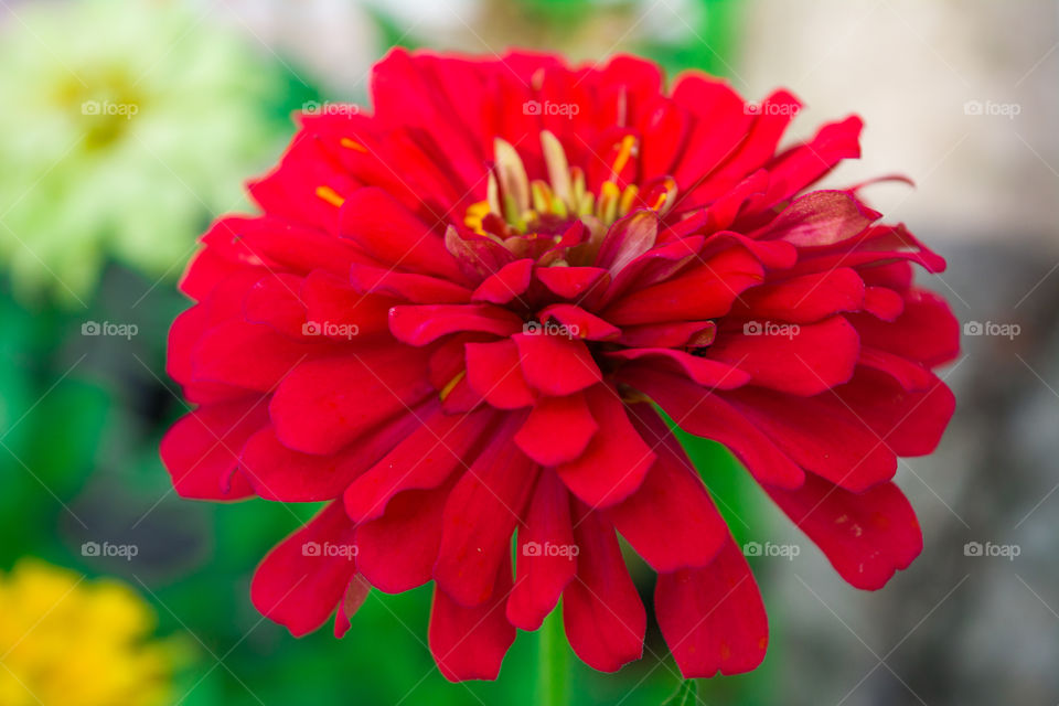 Red Flower