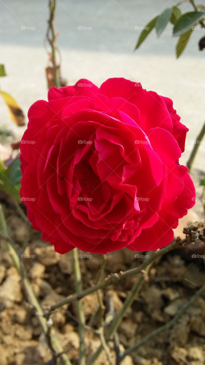 rose