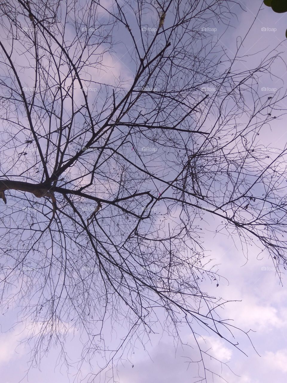 sky 
tree 
day light