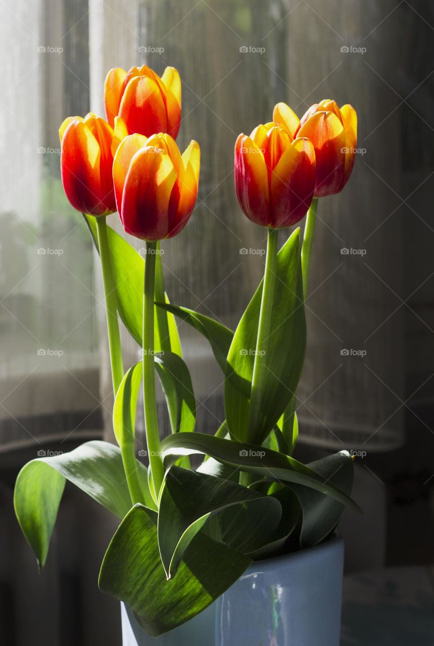 Tulips in a vase