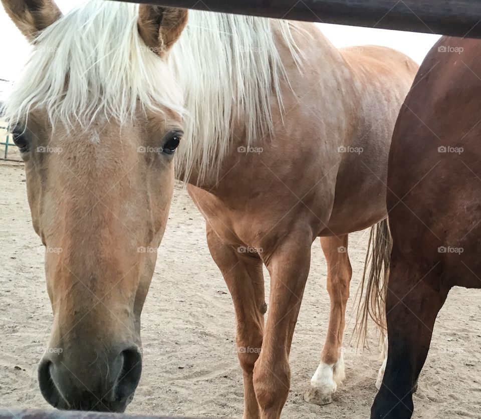 Palomino horse through paddock railing 