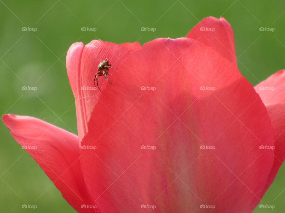 Bright vivid tulip growing in the garden with a spider climbing over the petals of the flower with grass blurred in background🕷🌷