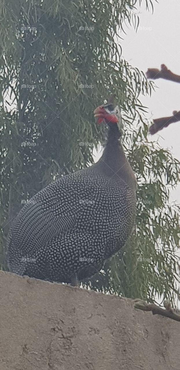 Bird without ownership