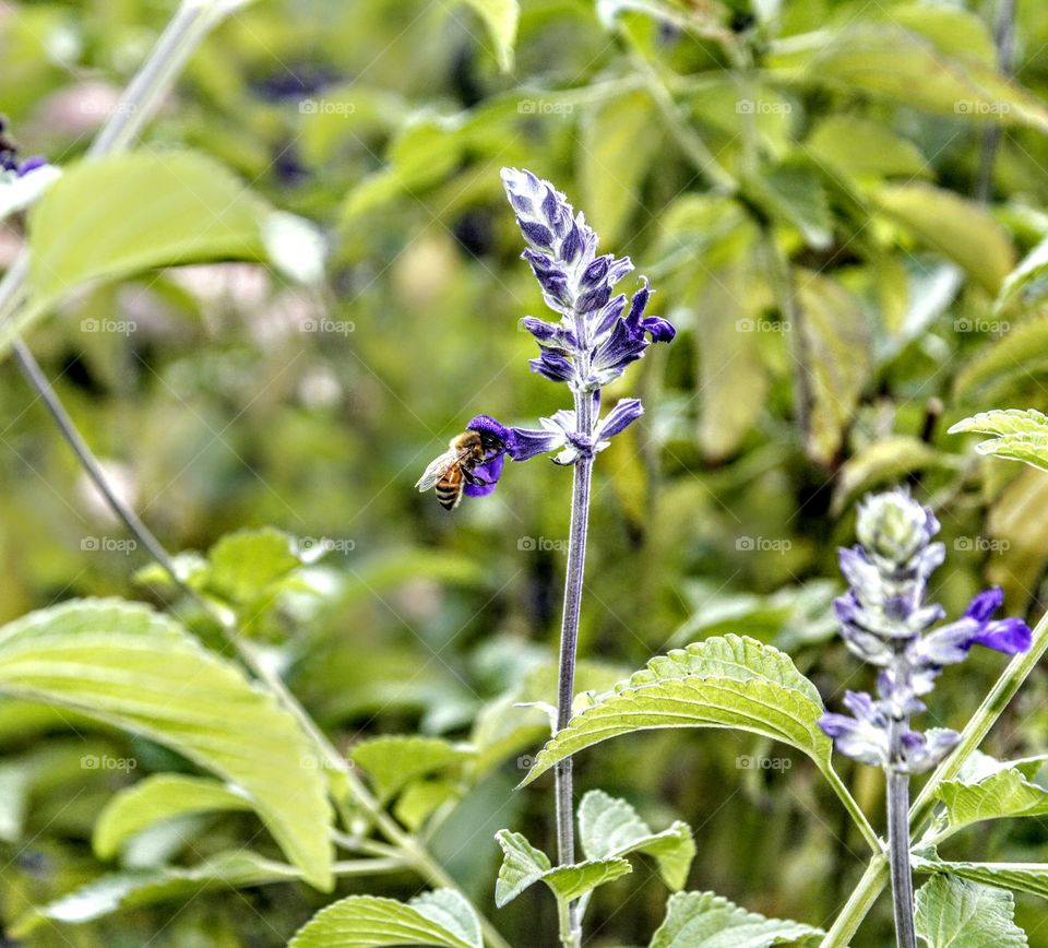 Nature, Leaf, Flora, Flower, Summer