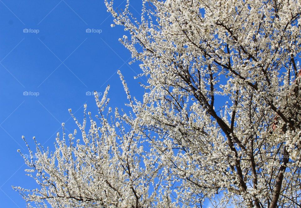 Branches full of beautiful first white blossom on a tree under a clear sky.  New life