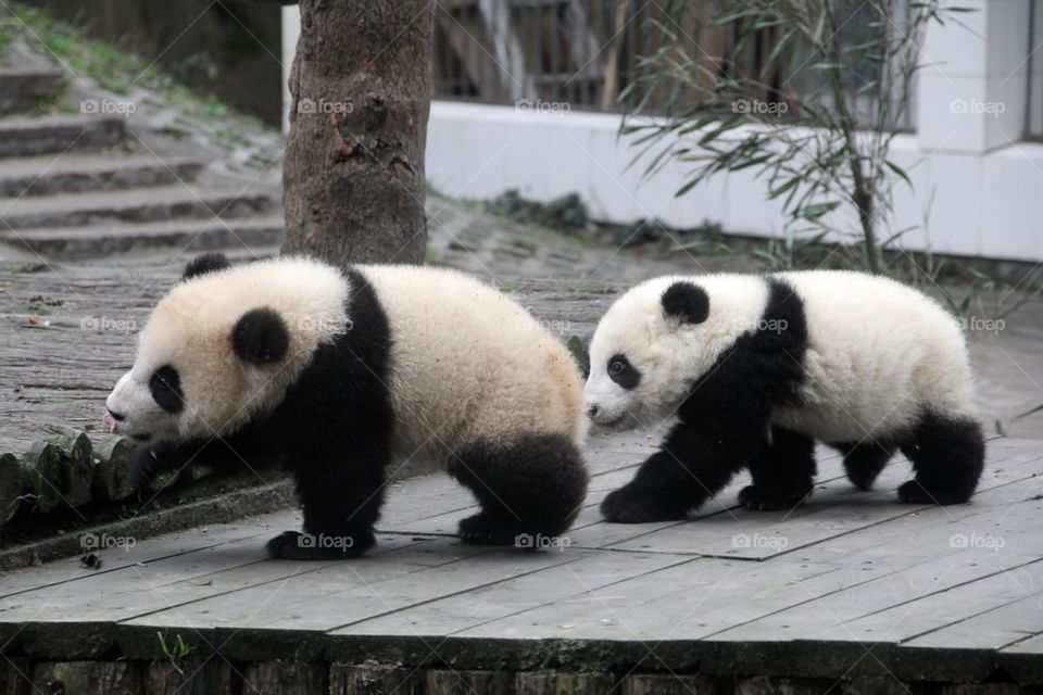 Playing panda cubs