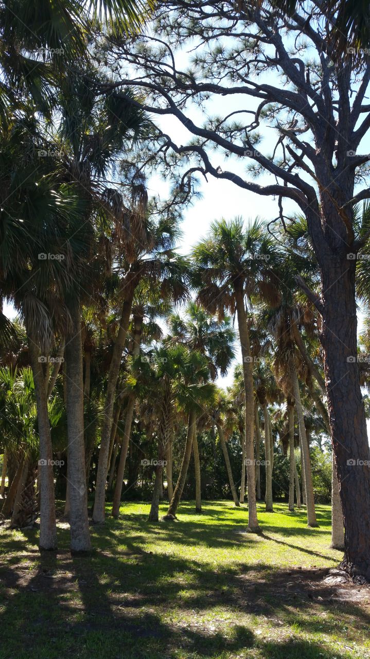 palms and oaks. shade trees
