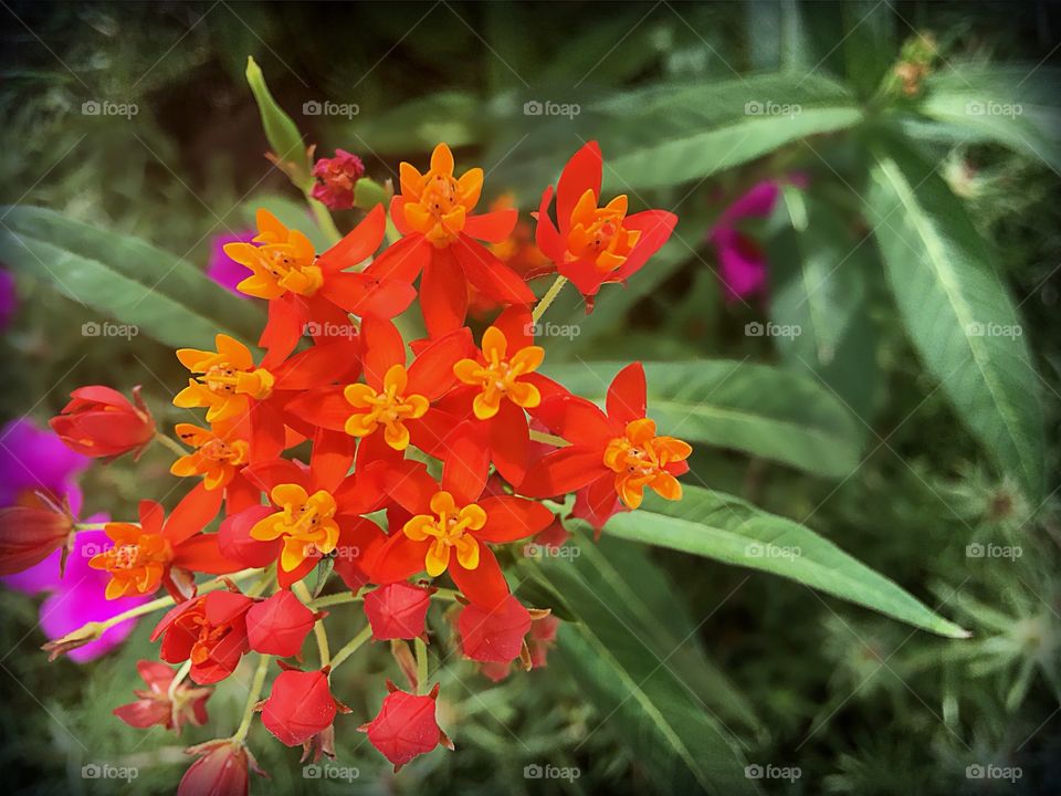 Joyful fire bush flowers in red and orange .