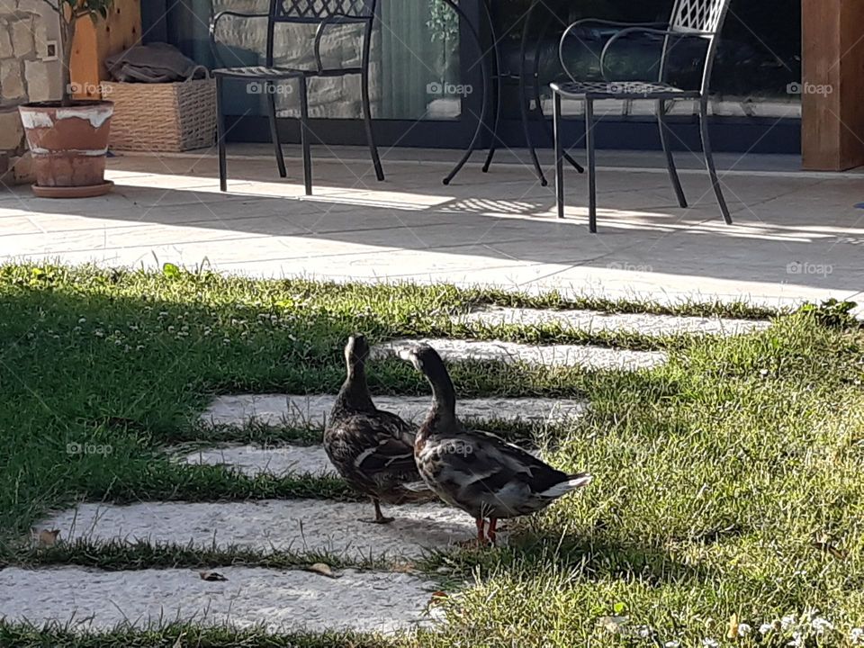 two big ducks walking in the garden