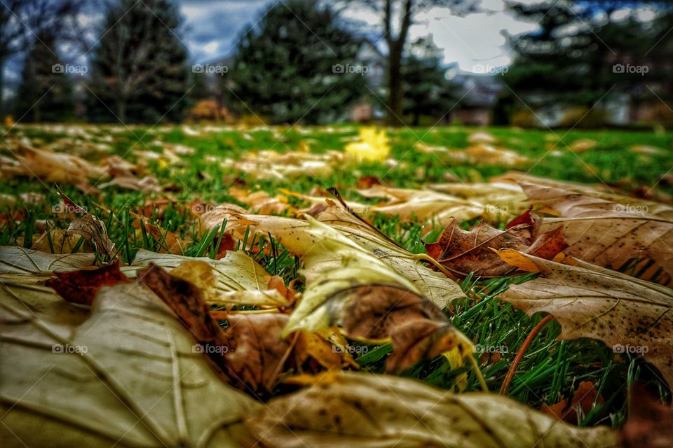 Strewn With Yellow 