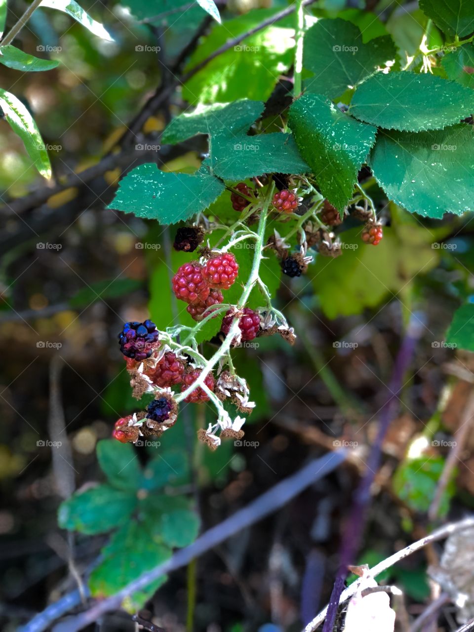 Wild Berries 