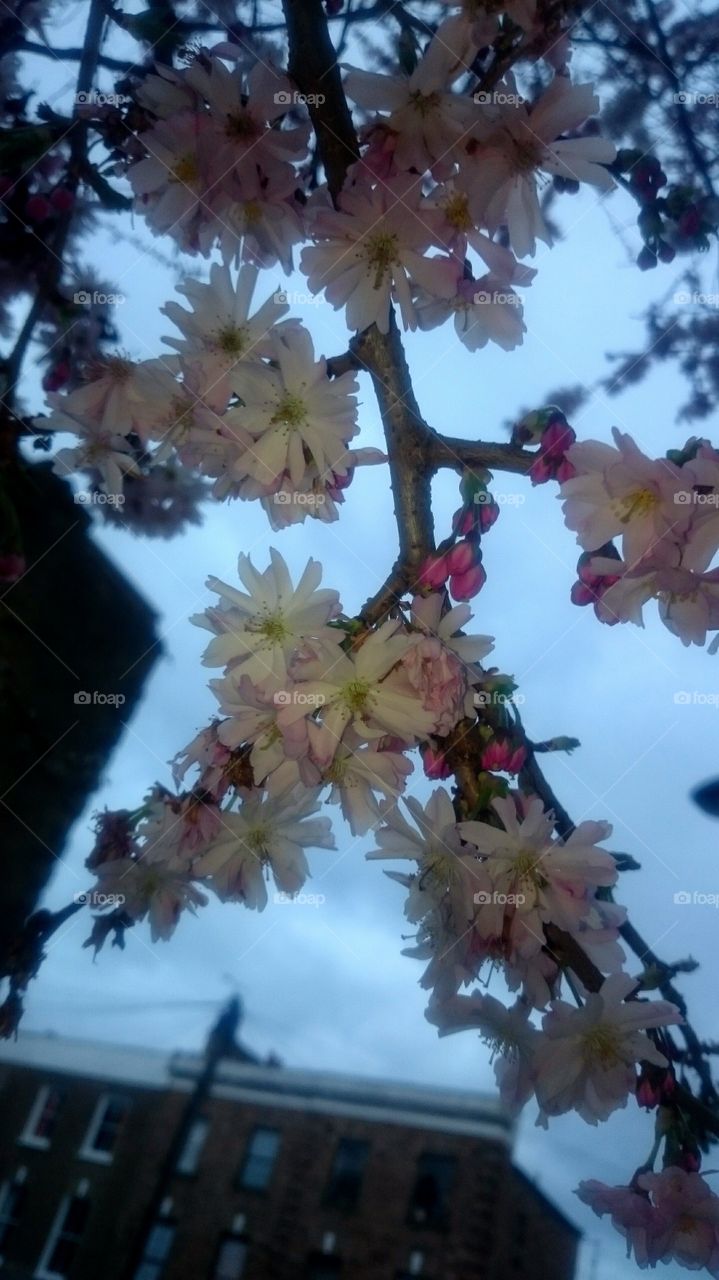 Cherry blossom, Kentish Town,  London.