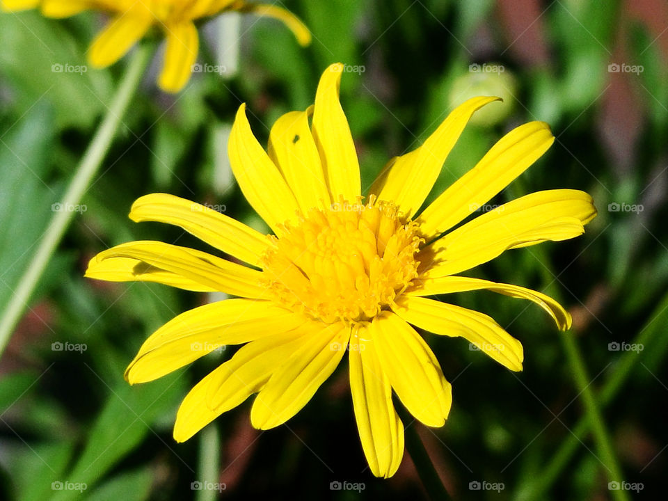 yellow flower by wordfanne