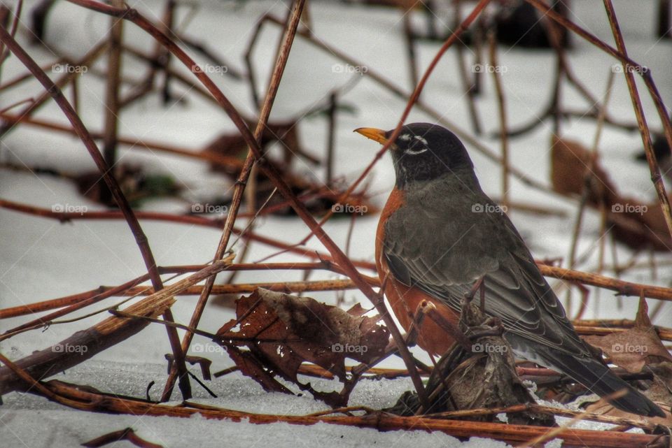 Robins are out, almost Spring!