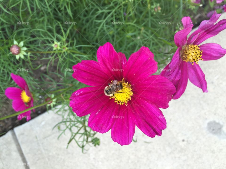 Bright purple/pink flower with honey bee. 