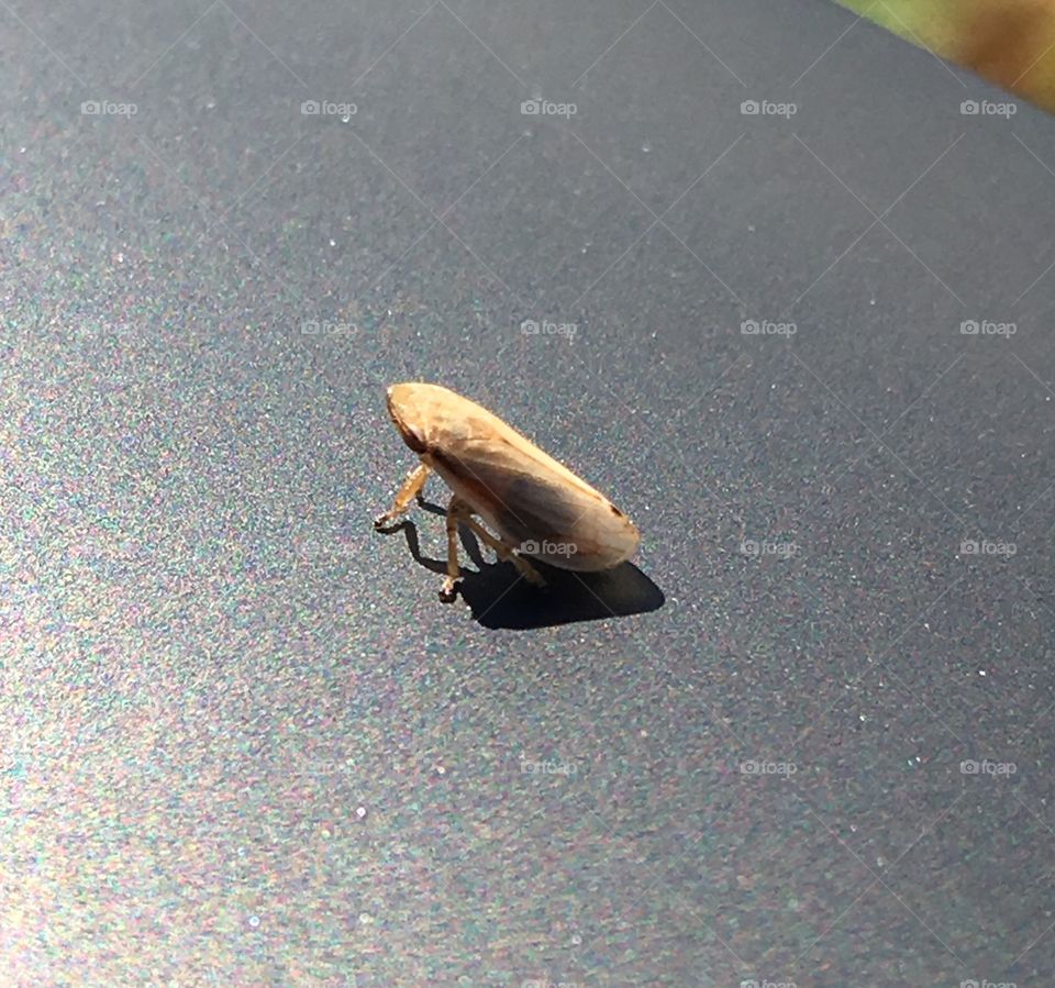 Leafhopper Profile