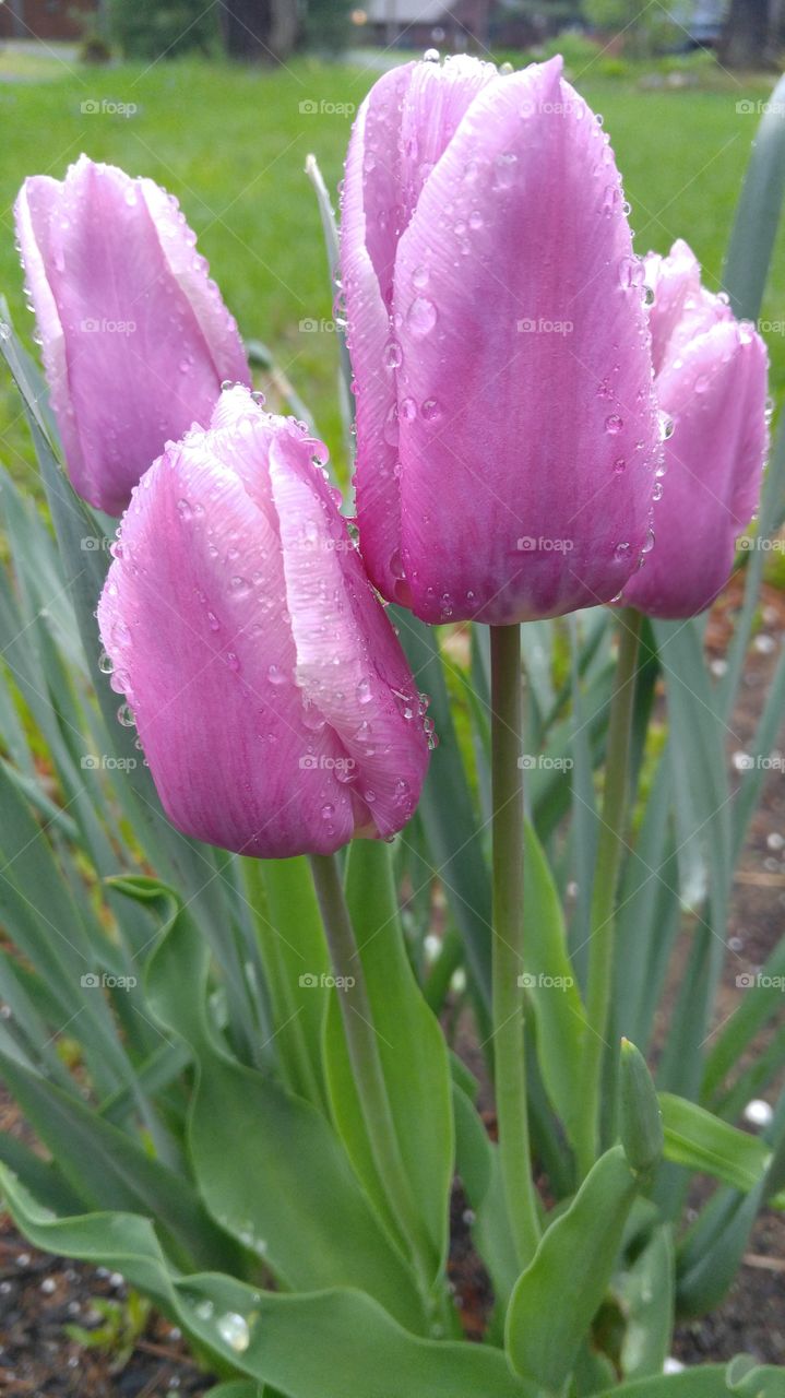 Tulips