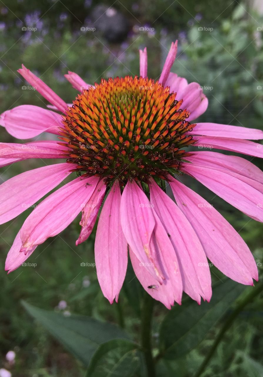 Pink Cone Flower in full bloom. Profile, greenery.