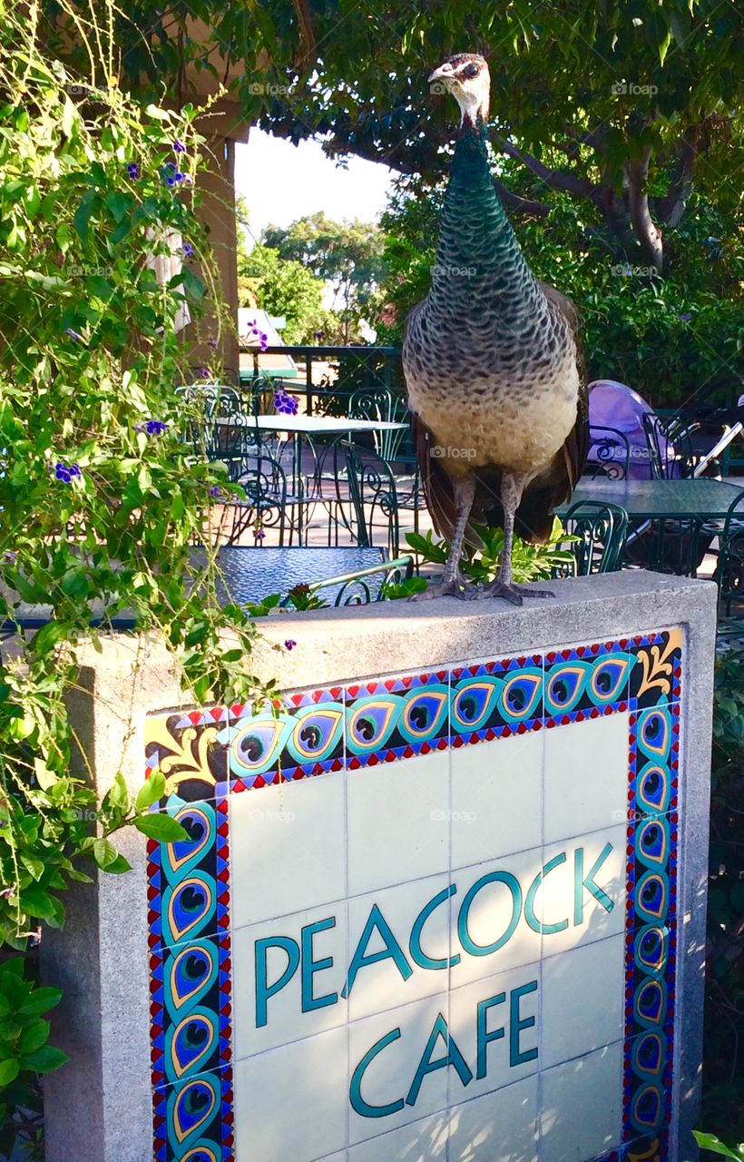 Peacock Cafe 