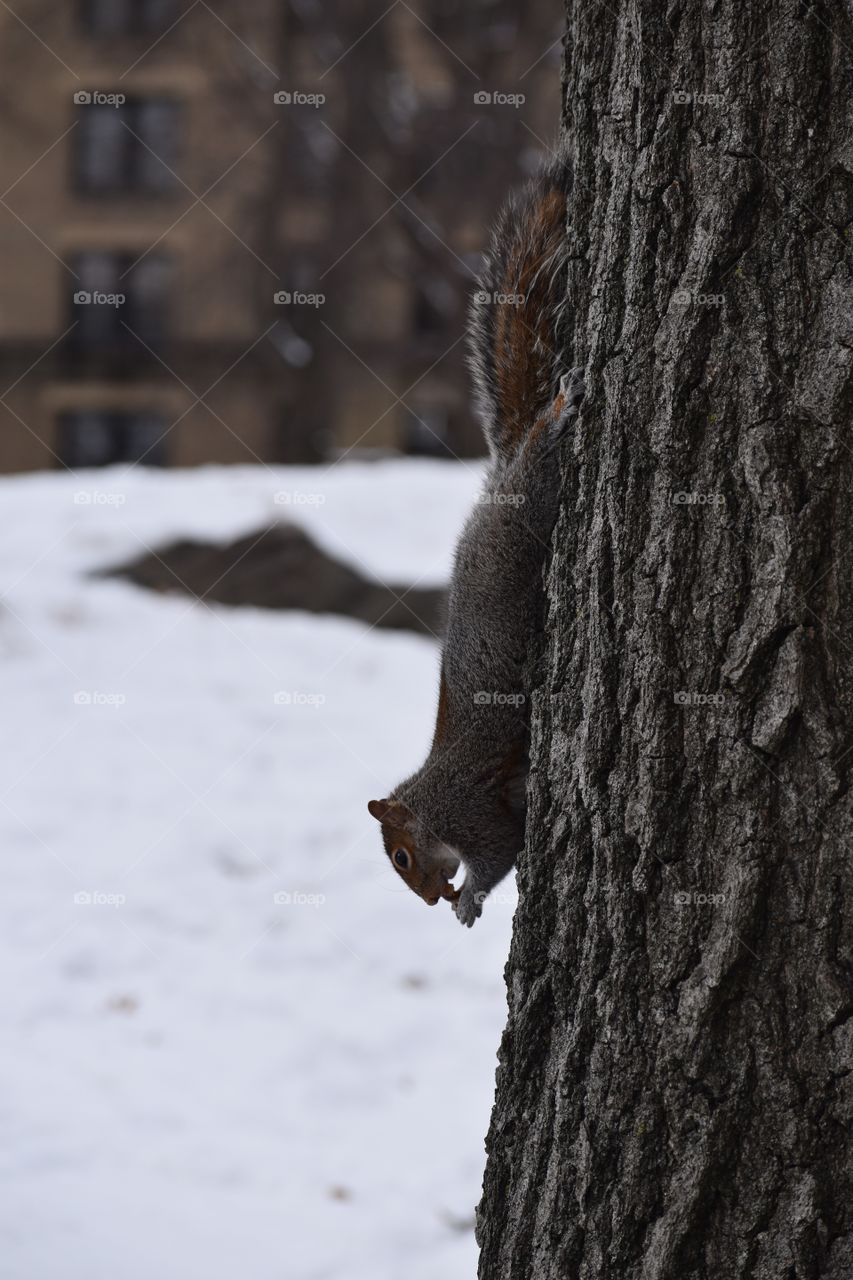 Squirrel in Central Park