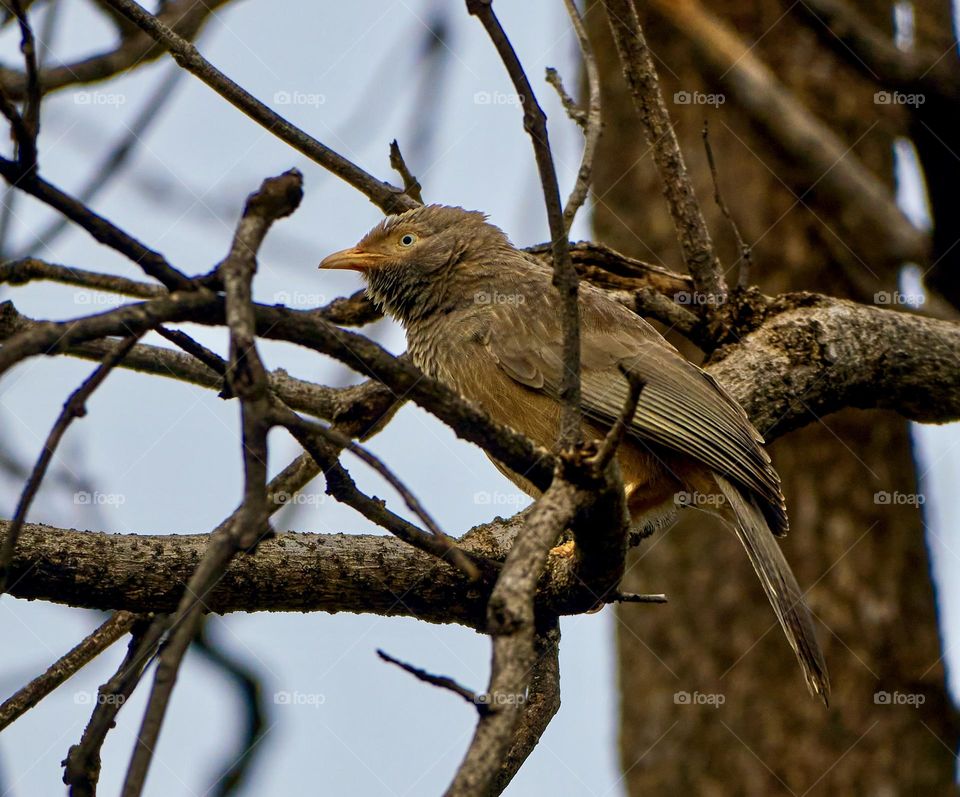 Bird photography - Yellow Babbler - Natural Environment 