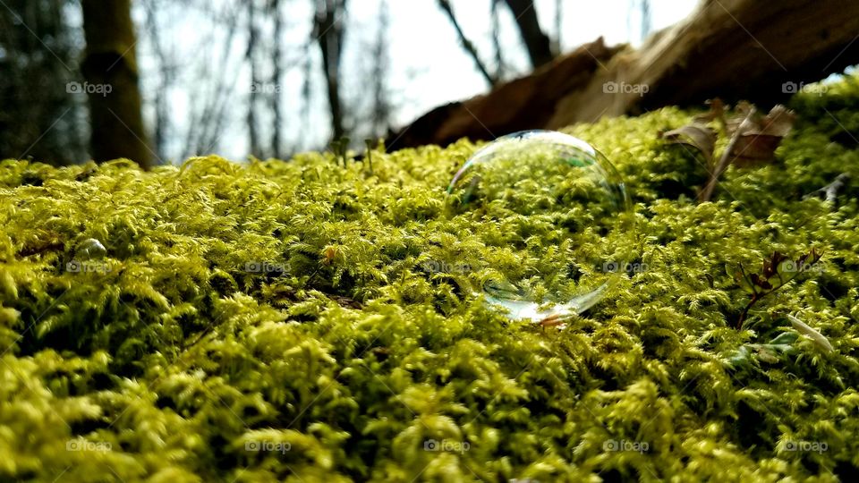 Close-up of bubble on fern