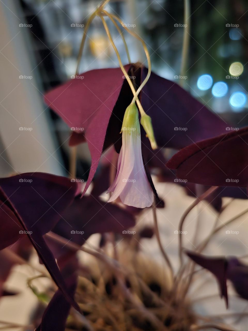 Baby pink flower of purple shamrocks