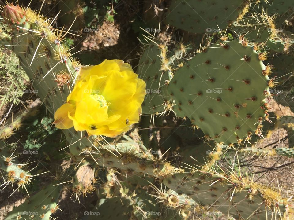 Cactus Flower, Desert,  Sands,    Beauty ,  Yellow,  Hiking ,  Arizona,  