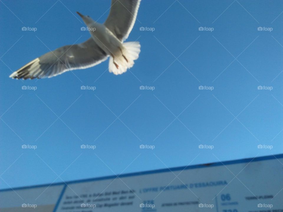 Beautiful flying seagull cross the sky.