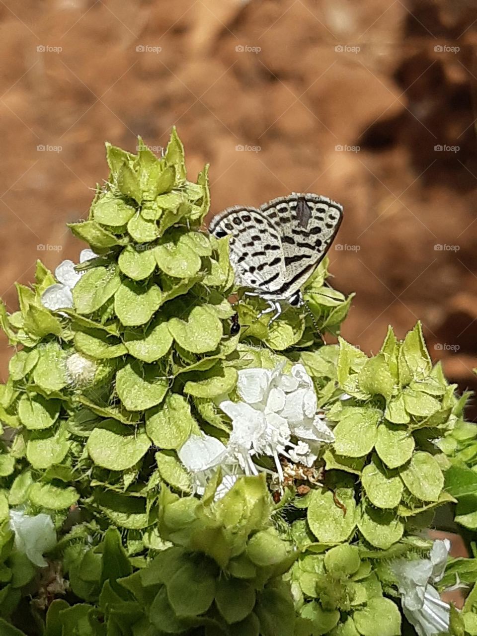 Butterfly pollinates flowers