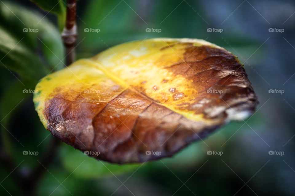 Yellow leaf