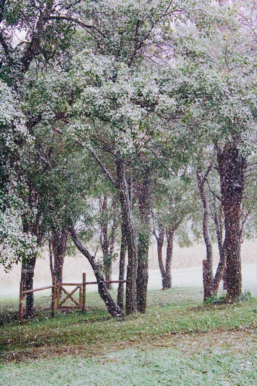 The season’s first snow against a backdrop of large, leafy trees in a rural setting, a wooden gate to a pasture and blurred cornfield in the background 