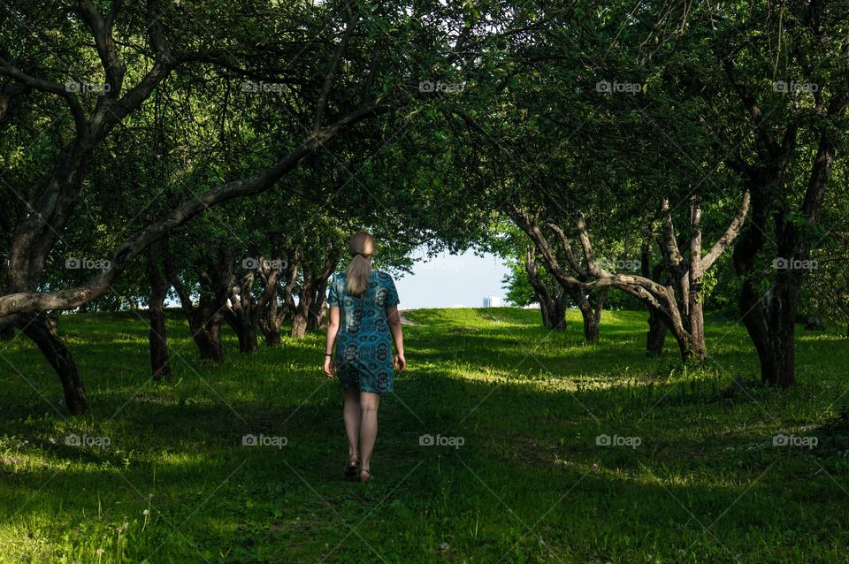 Tree, Landscape, Grass, Nature, Park