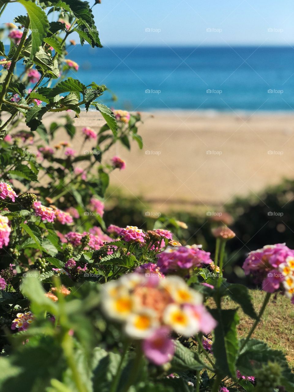bush with pink flowers on the beach