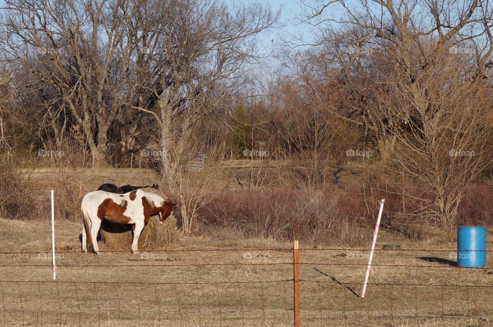 Horse eating hat