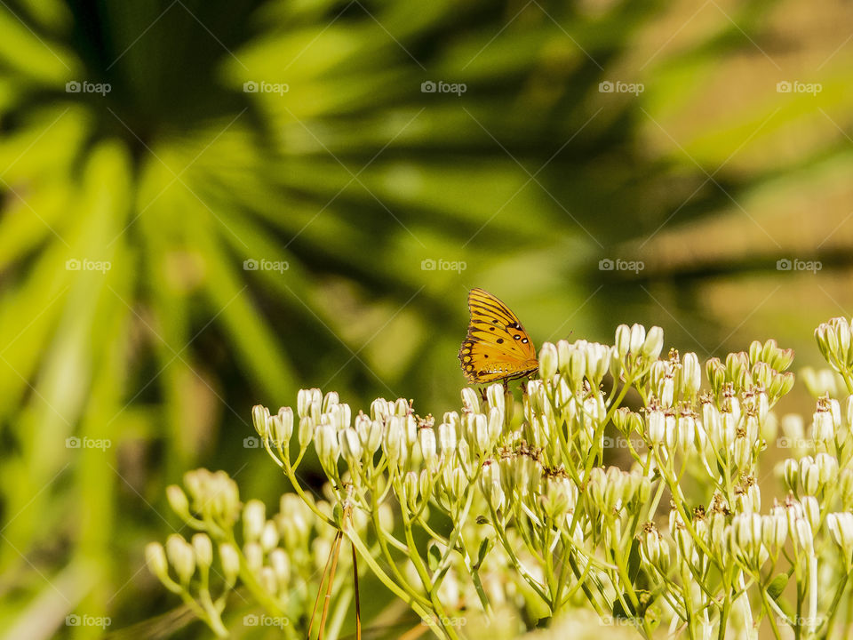 Green and White Flora with Butterfly