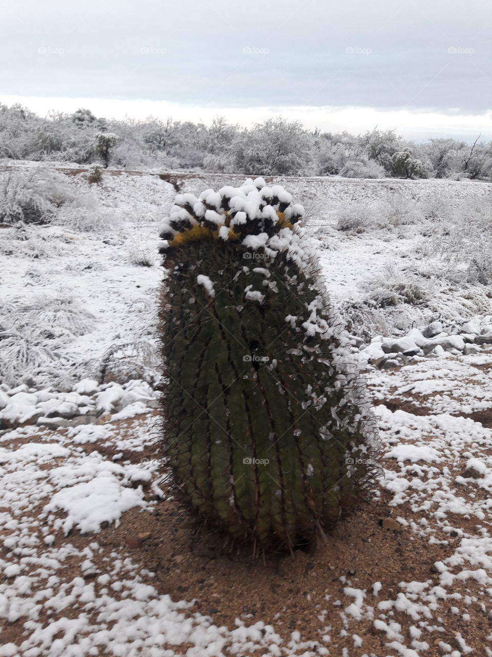 Snow covered cactus