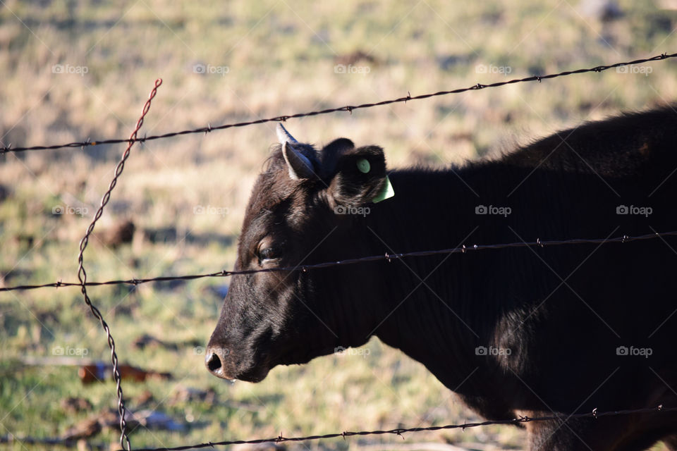 Cattle