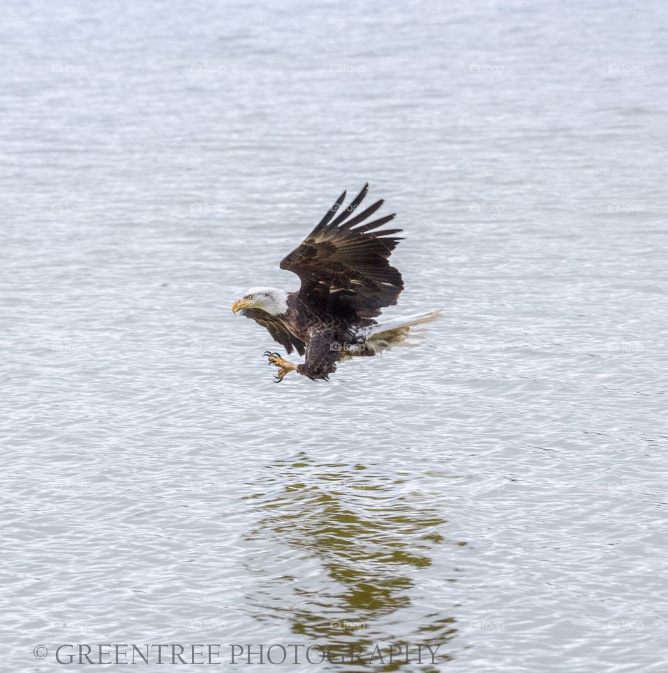 Eagle mid flight grasp at a fish on the surface of the lake. 